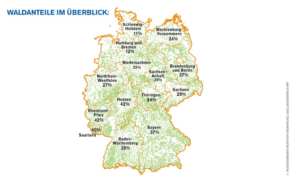 Baumarten In Deutschland: Die Waldreichsten Bundesländer Unter Einfluss ...