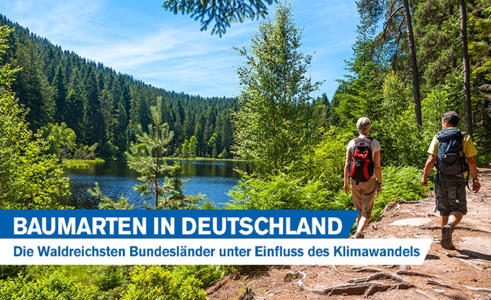 Baumarten In Deutschland: Die Waldreichsten Bundesländer Unter Einfluss ...